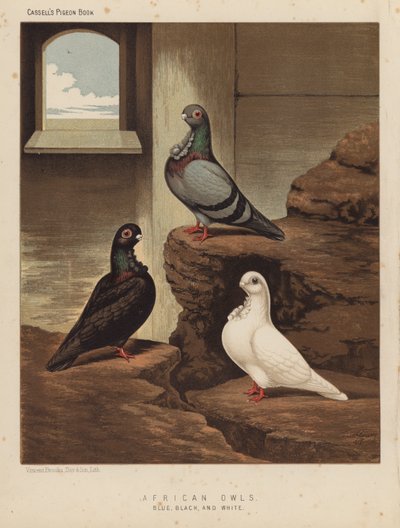 Pigeons: African Owls, Blue, Black, and White by J. W. (after) Ludlow