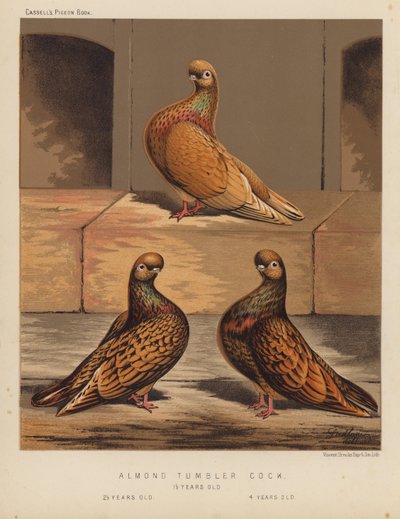 Pigeons: Almond Tumbler Cock by J. W. (after) Ludlow