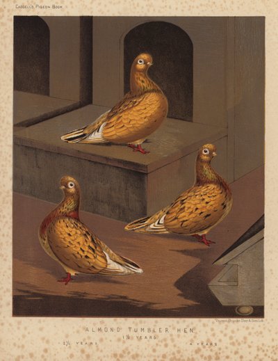 Pigeons: Almond Tumbler Hen by J. W. (after) Ludlow