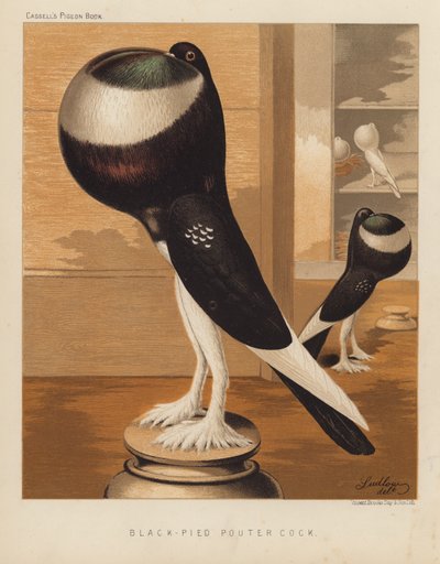 Pigeons: Black-Pied Pouter Cock by J. W. (after) Ludlow
