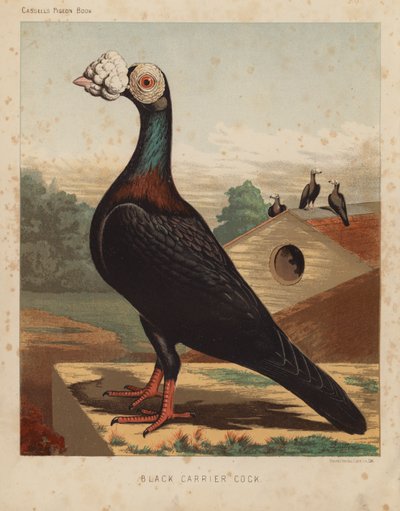 Pigeons: Black Carrier Cock by J. W. (after) Ludlow