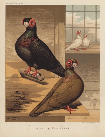 Pigeons: Black and Dun Barbs by J. W. (after) Ludlow