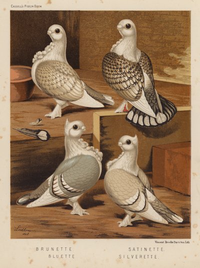 Pigeons: Brunette; Satinette; Bluette; Silverette by J. W. (after) Ludlow