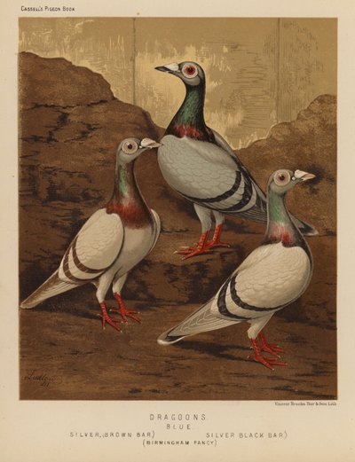 Pigeons: Dragoons, Blue, Silver, Brown Bar, Silver, Black Bar, Birmingham Fancy by J. W. (after) Ludlow