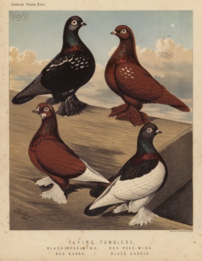 Pigeons: Flying Tumblers, Black Rose-Wing, Red Rose-Wing, Red Badge, Black Saddle by J. W. (after) Ludlow
