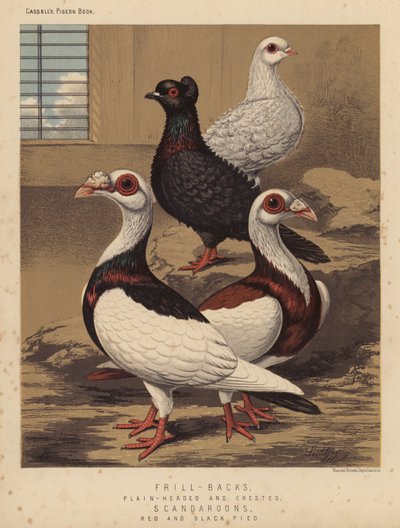 Pigeons: Frill-Backs, Plain-Headed and Crested; Scandaroons, Red and Black Pied by J. W. (after) Ludlow