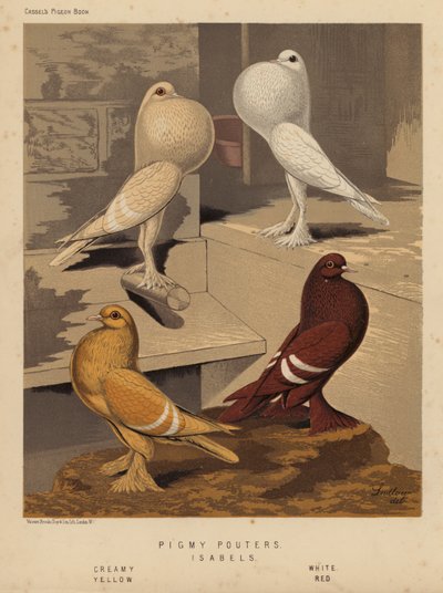 Pigeons: Pigmy Pouters; Isabels, Creamy, White, Yellow, Red by J. W. (after) Ludlow
