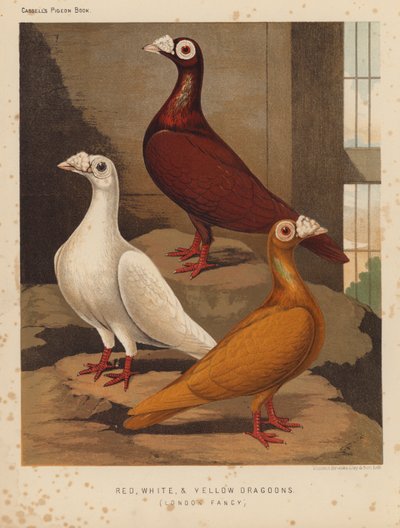 Pigeons: Red, White, and Yellow Dragoons, London Fancy by J. W. (after) Ludlow