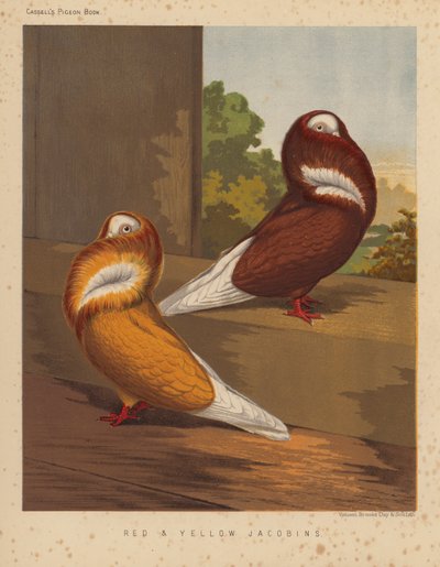 Pigeons: Red and Yellow Jacobins by J. W. (after) Ludlow