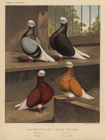 Pigeons: Short-Faced Bald-Heads, Blue, Black, Red, Yellow by J. W. (after) Ludlow