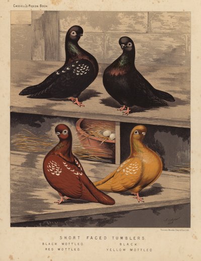 Pigeons: Short Faced Tumblers, Black Mottled, Black, Red Mottled, Yellow Mottled by J. W. (after) Ludlow