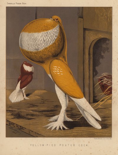 Pigeons: Yellow-Pied Pouter Cock by J. W. (after) Ludlow