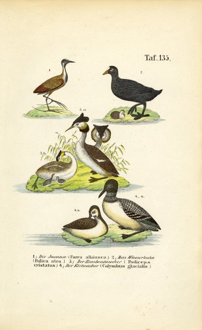 Aquatic Birds with Jacana, Eurasian Coot, Great Crested Grebe and Common Loon by J. W. Tenhaeff