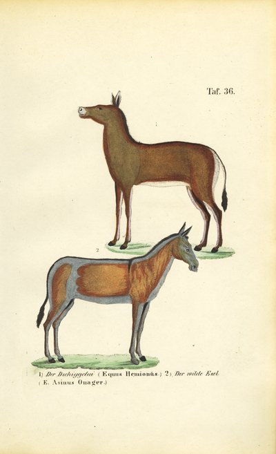 Asian Wild Horses: Dziggetai and Onager by J. W. Tenhaeff