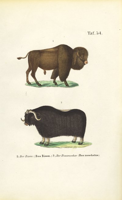 Bison and Muskox by J. W. Tenhaeff