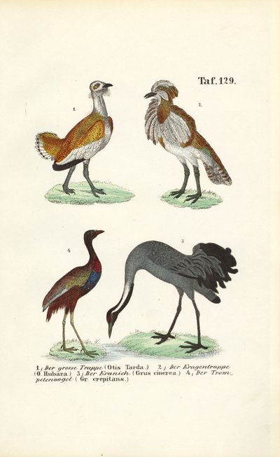 Bustards and Cranes by J. W. Tenhaeff