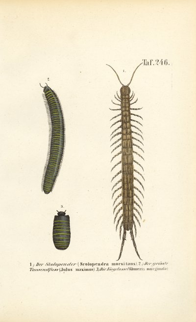 Centipedes, Millipedes and Pill Woodlice by J. W. Tenhaeff