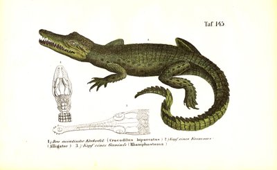 Crocodiles: Asian Crocodile and Comparative Skull Anatomy by J. W. Tenhaeff