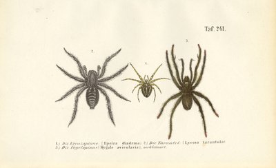 Dangerous Spider Species by J. W. Tenhaeff