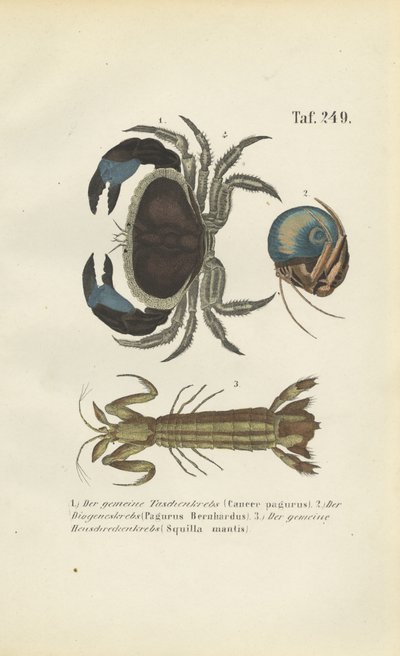 Different Marine Crustacean Species by J. W. Tenhaeff