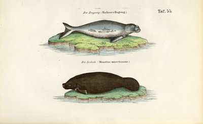 Dugong and Manatee by J. W. Tenhaeff