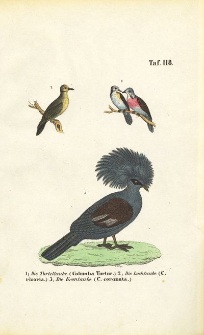 Exotic Pigeon Species and Victoria Crowned Pigeon by J. W. Tenhaeff