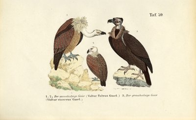 Griffon Vulture and Cinereous Vulture by J. W. Tenhaeff