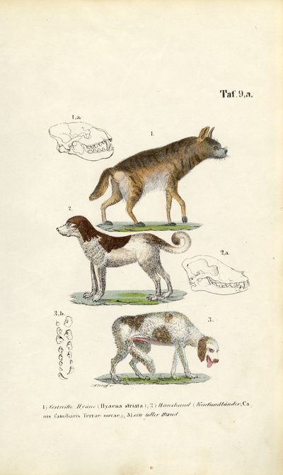 Hyena, Domestic Dog and Old Dog with Skull Illustrations by J. W. Tenhaeff