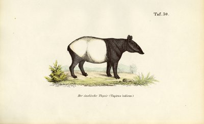 Malayan Tapir by J. W. Tenhaeff