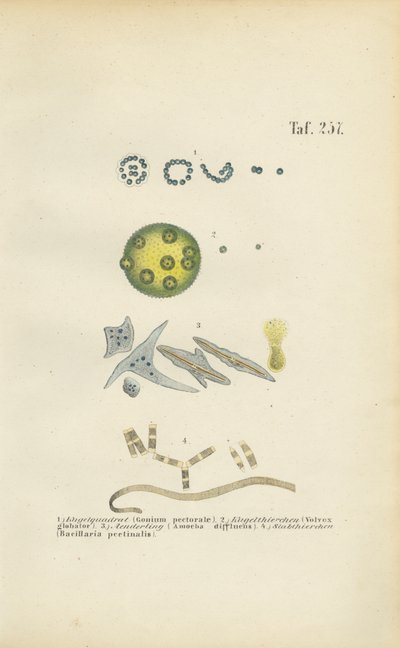 Microorganisms: Gonium, Volvox and Other Single-celled Organisms by J. W. Tenhaeff