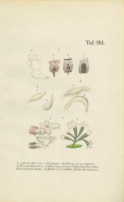 Microscopic Rotifers: Brachionus, Ichthyidium, Chaetonotus and Melicerta by J. W. Tenhaeff