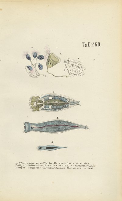 Microscopic Single-celled Organisms: Bell Animalcules, Rotifers and Flatworm by J. W. Tenhaeff