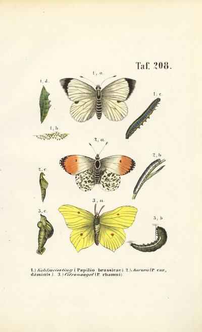 Native Butterflies with Their Developmental Stages by J. W. Tenhaeff