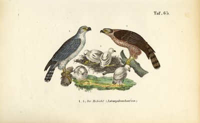 Northern Goshawk with Young in Nest by J. W. Tenhaeff