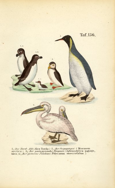 Razorbill, Atlantic Puffin, King Penguin and Pelican by J. W. Tenhaeff