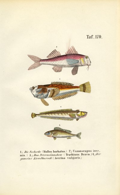 Red Mullet and Bottom-dwelling Fish of European Coastal Waters by J. W. Tenhaeff