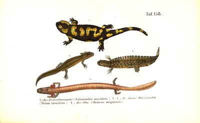 Salamanders and Newts in Various Developmental Forms by J. W. Tenhaeff