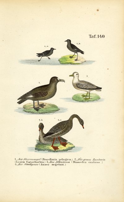 Storm Petrel, Great Skua, Albatross and Bean Goose by J. W. Tenhaeff
