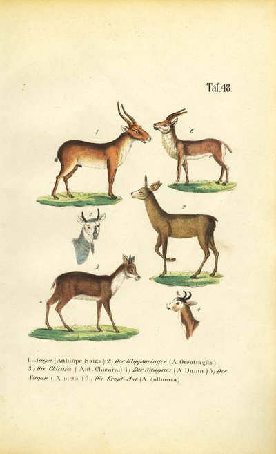 Various Antelope Species by J. W. Tenhaeff