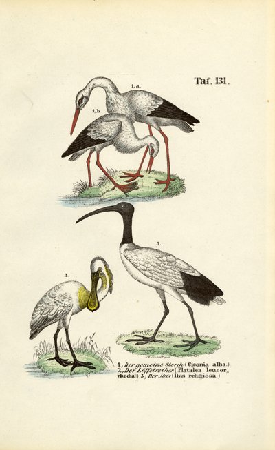White Stork, Spoonbill and Sacred Ibis by J. W. Tenhaeff