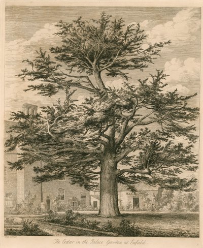 The Cedar in the Palace Garden at Enfield, Middlesex by Jacob George Strutt