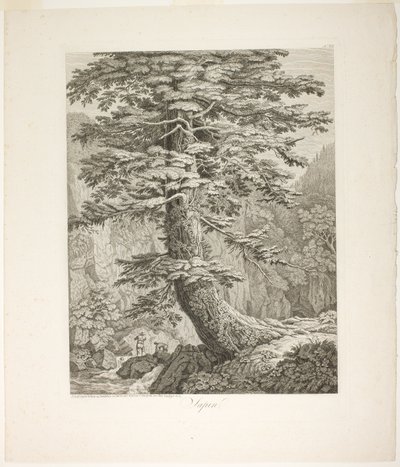 Fir Tree by Jacob Philipp Hackert