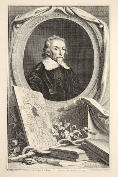 Portrait of William Harvey, illustration from 
