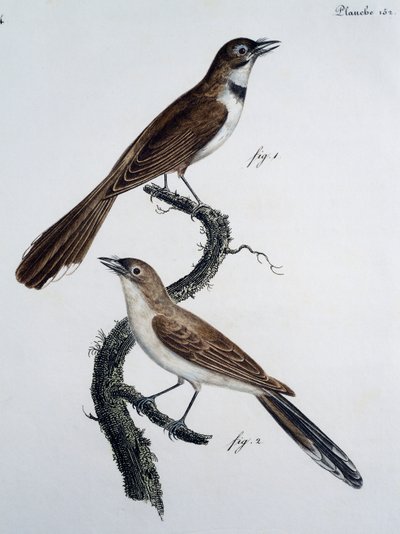 Male and female of Spectacled Monarch (Monarcha trivirgata) by Jacques (after) Barraband