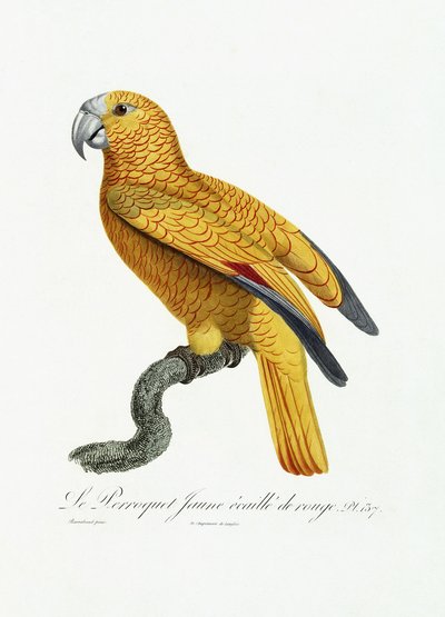 Yellow and Red Parrot by Jacques Barraband