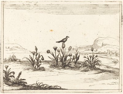 Bird Perched on a Thistle by Jacques Callot