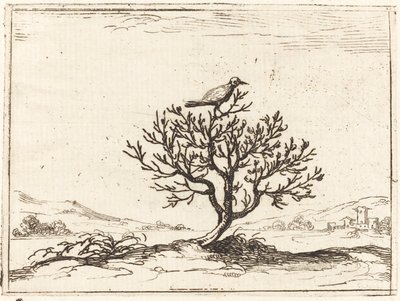 Nightingale in a Bush by Jacques Callot