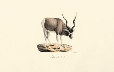 Addax Antelope (Winter Coat) by Jacques Christophe Werner