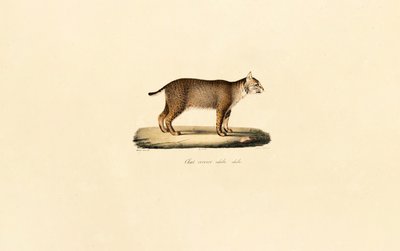 Adult Bobcat by Jacques Christophe Werner