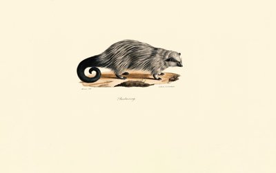 African Brush-tailed Porcupine by Jacques Christophe Werner